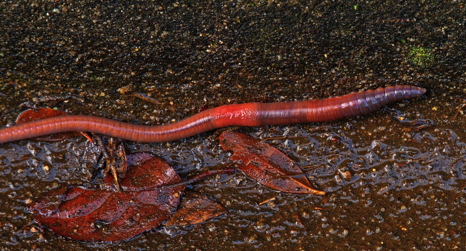 Earthworms working through rich dark soil with green plant roots growing downward