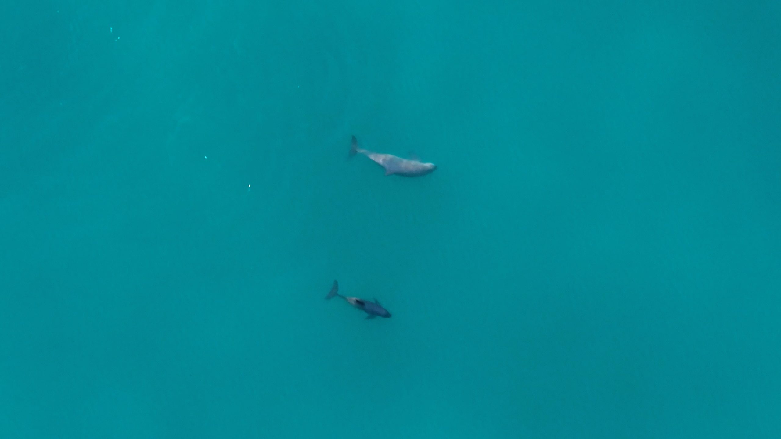 Vaquita Porpoises See 95% Drop in Threats After 12 Years
