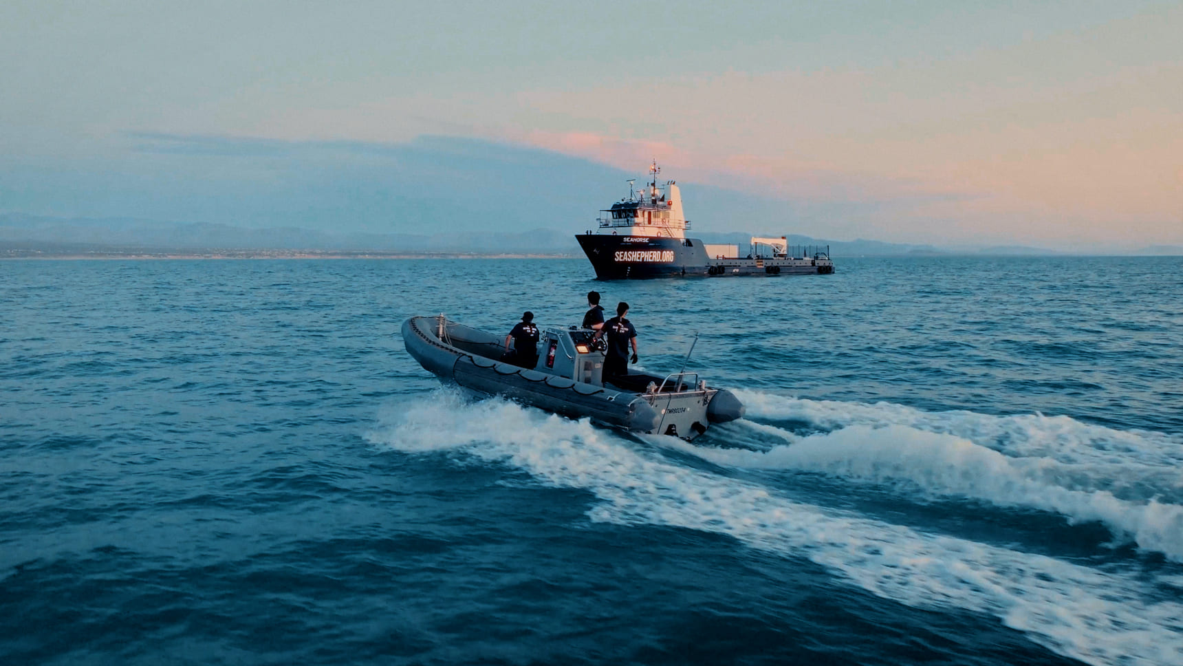 Vaquita Porpoises See 95% Drop in Threats After 12 Years - Image 2