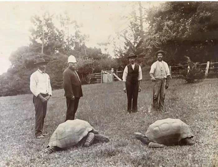 194-Year-Old Tortoise DNA Reveals Longevity Secrets - Image 3