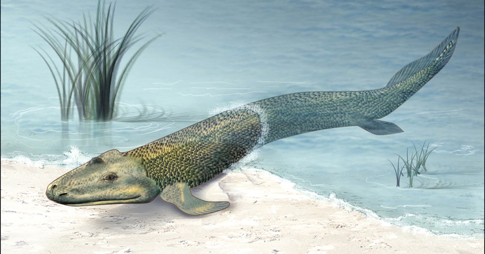 Fossil reconstruction showing Tiktaalik, ancient fish with robust fins in shallow prehistoric water