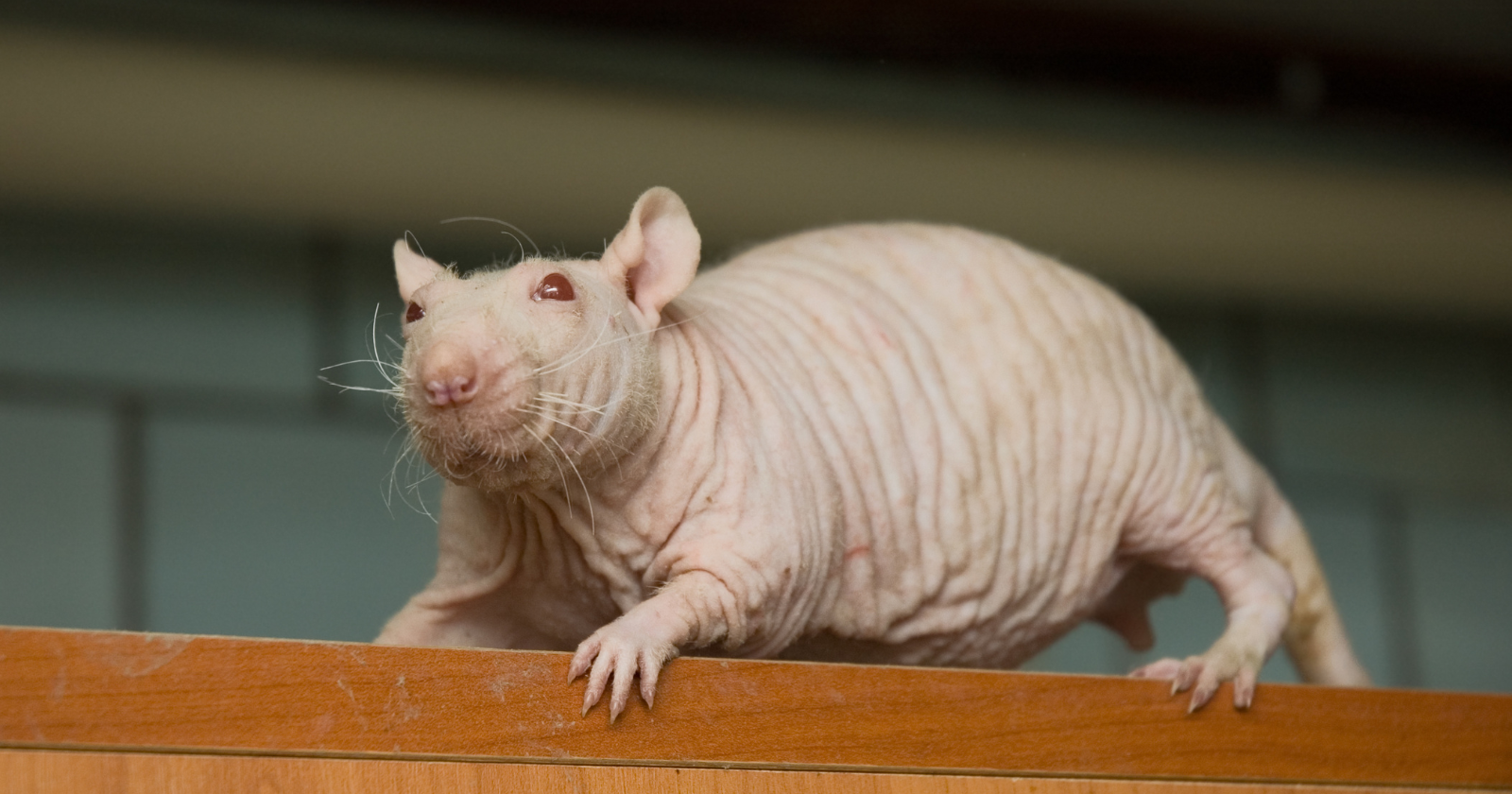 Hairless naked mole-rat in underground burrow, small rodent with pink wrinkled skin