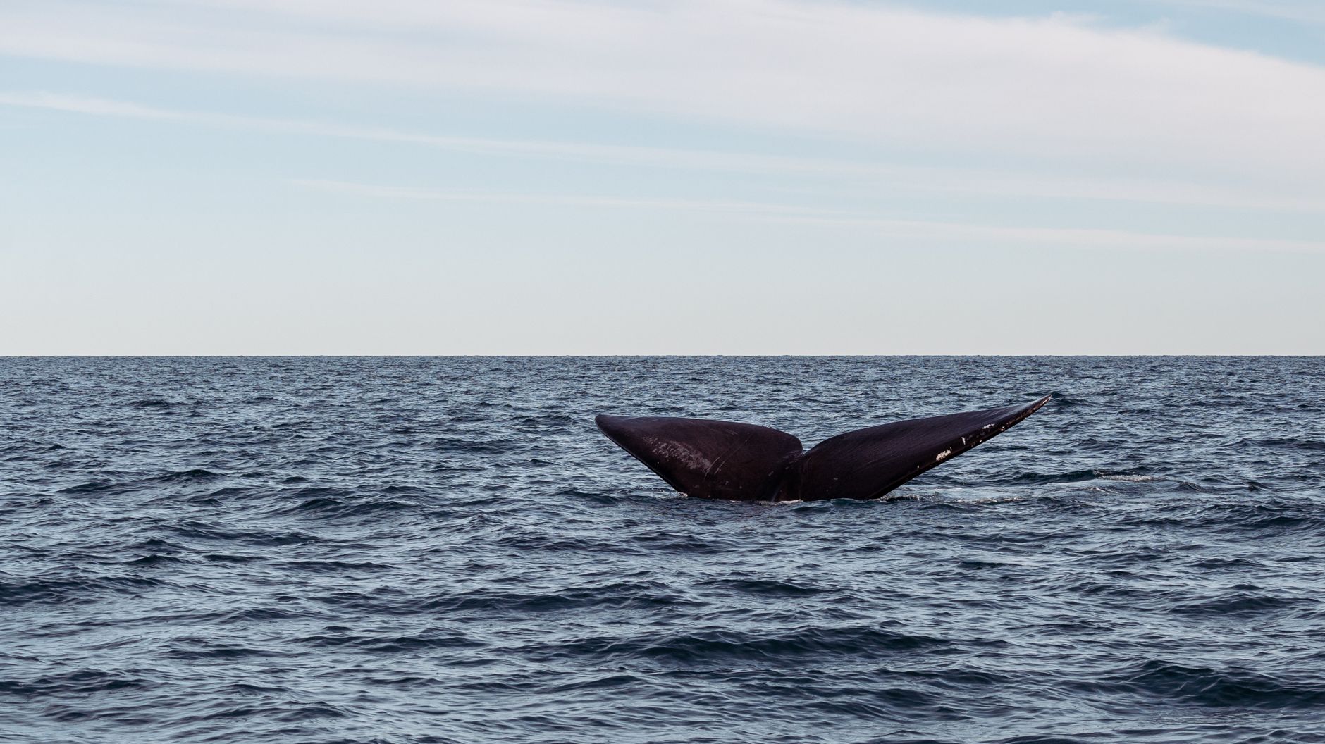 Blue Whales' Songs Hide Them From Killer Whales