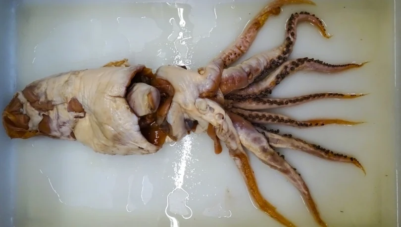 70-Year-Old Squid Reveals Entirely New Ocean Family