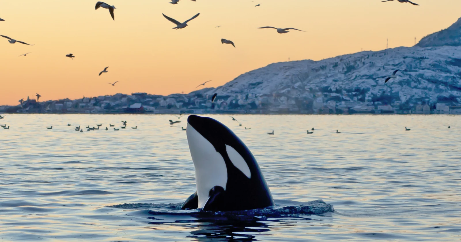 Orca Mother Carries Calf for 17 Days—Twice in 7 Years