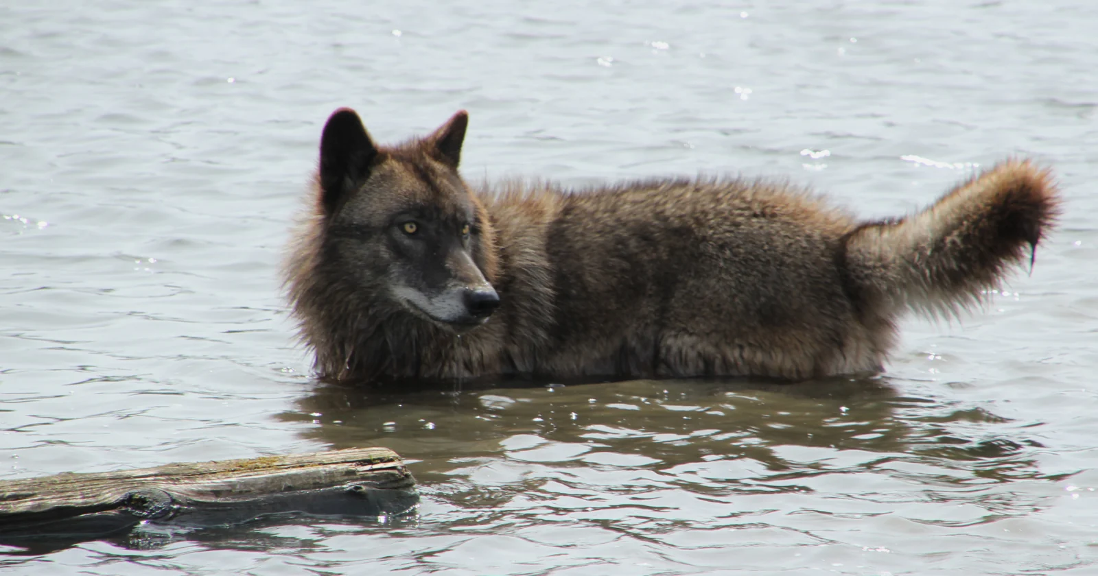 Coastal wolf pulling a floating crab trap buoy through ocean water toward rocky beach