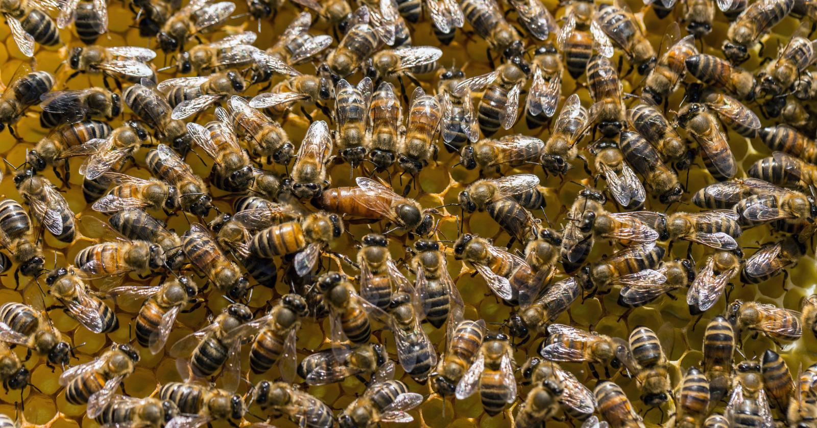 5.5 Million Wild Bees Found Under New York Cemetery