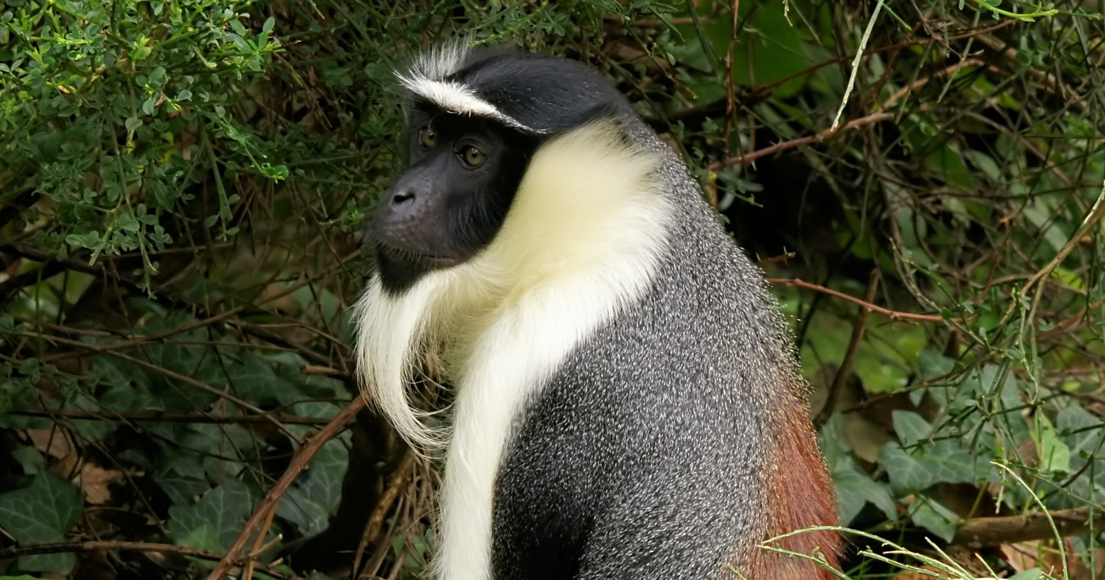 Zoo Saves Rare Monkey's Foot, She Becomes a Mom Again
