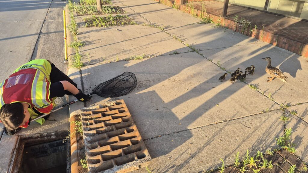 Stevens Point Firefighters Free 8 Ducklings From Drain - Image 2