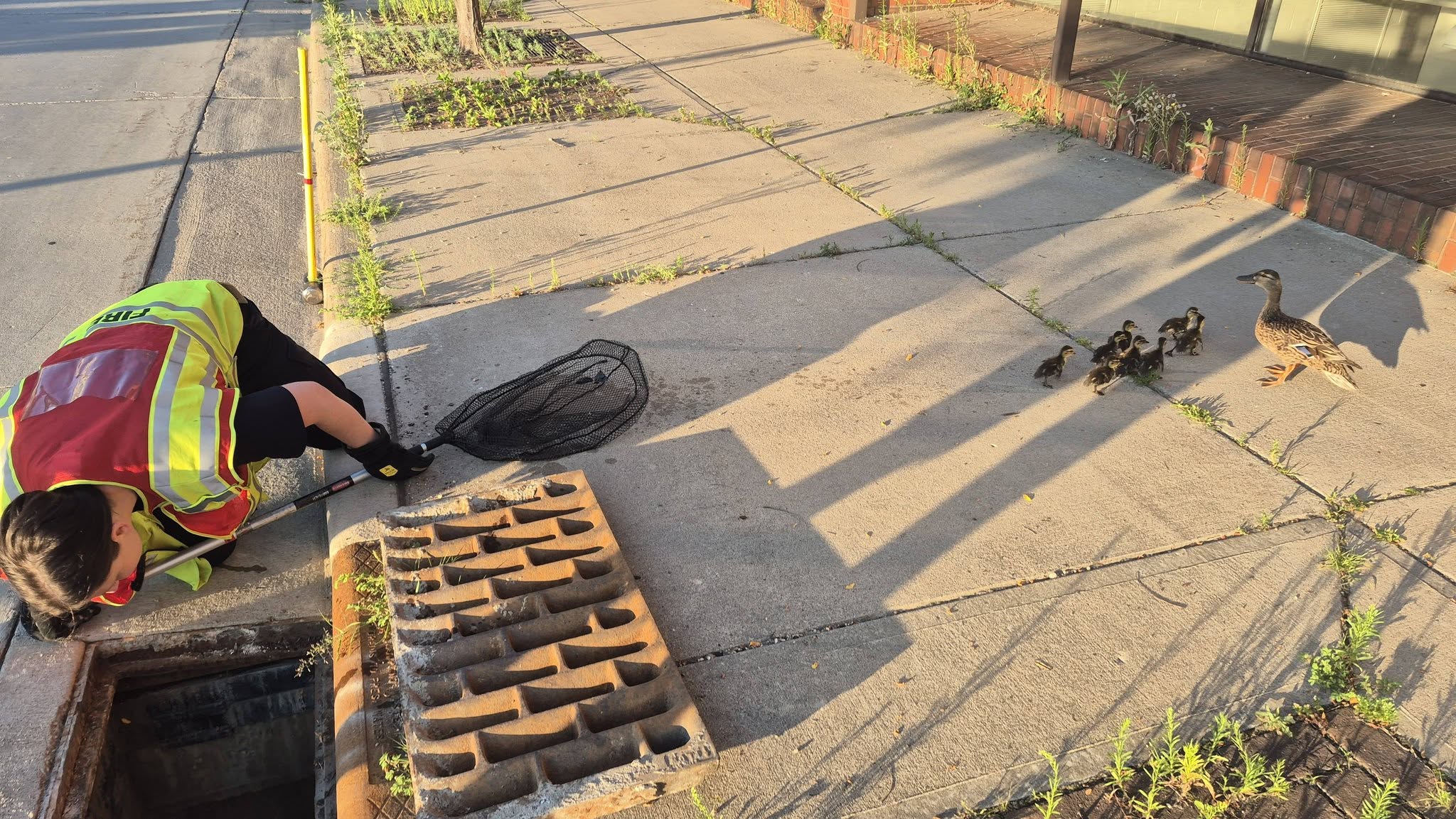 Stevens Point firefighter Megan Meyers holding rescued ducklings near their waiting mother duck