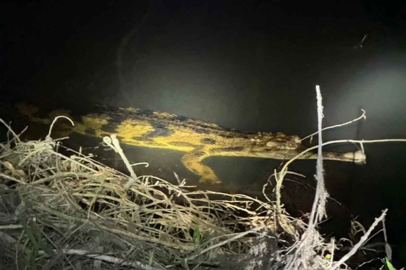 Extinct Crocodiles Spotted in Thailand After Decades - Image 2