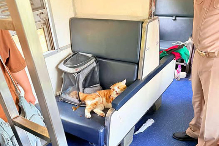 Ginger cat sitting calmly on train seat after being wrapped in bedsheet