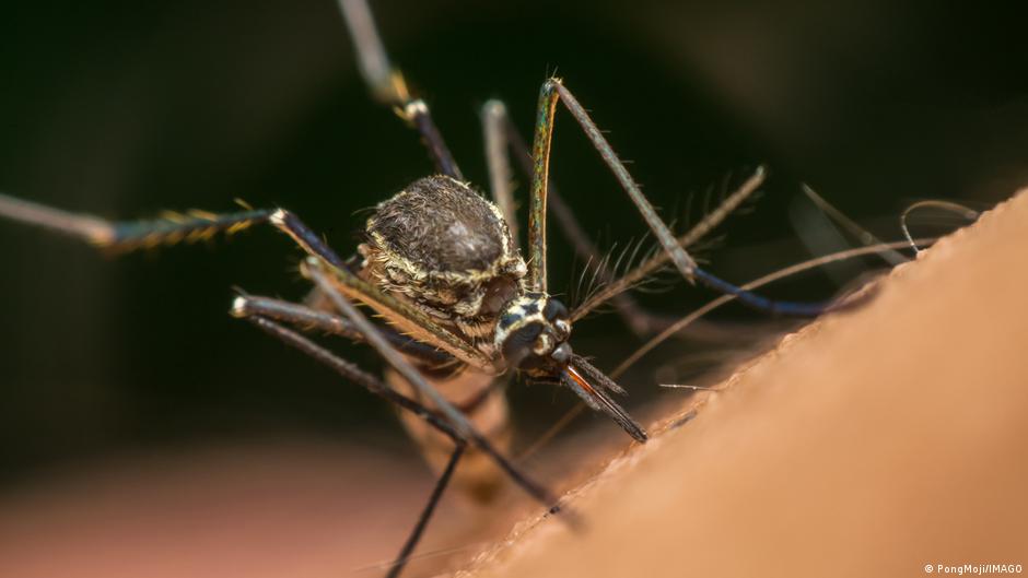 Google to Release 16 Million Mosquitoes in Florida