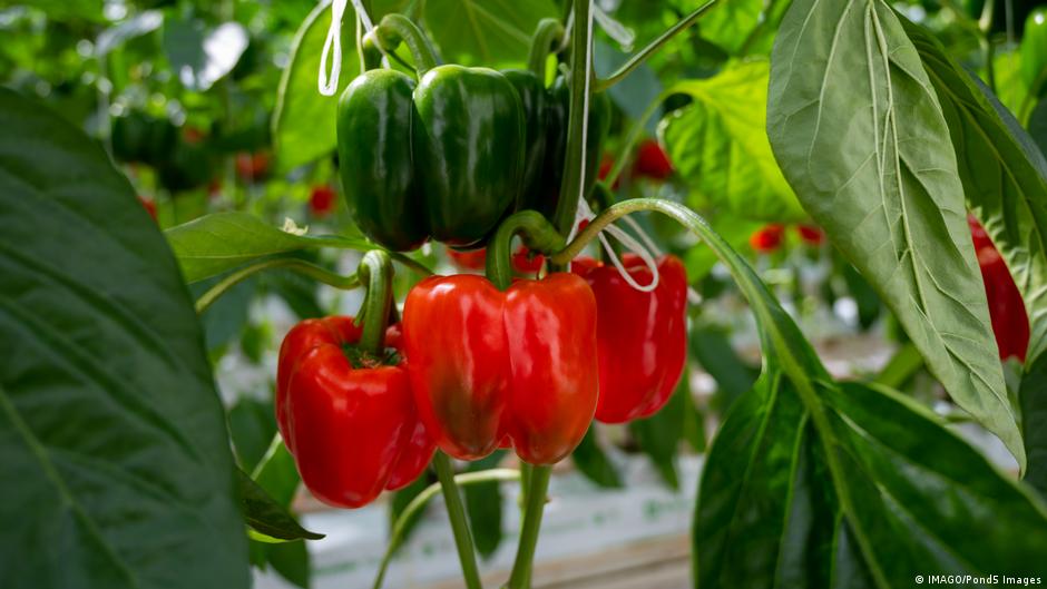 Modern greenhouse interior with rows of crops being monitored by precision farming technology