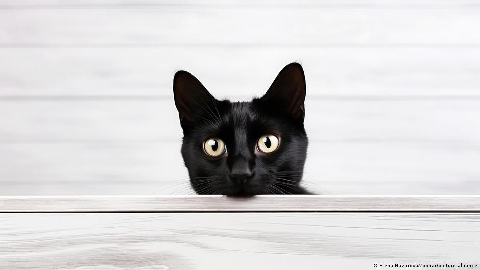 Cats and Humans Share Cancer Genes, Boosting Treatment Hope