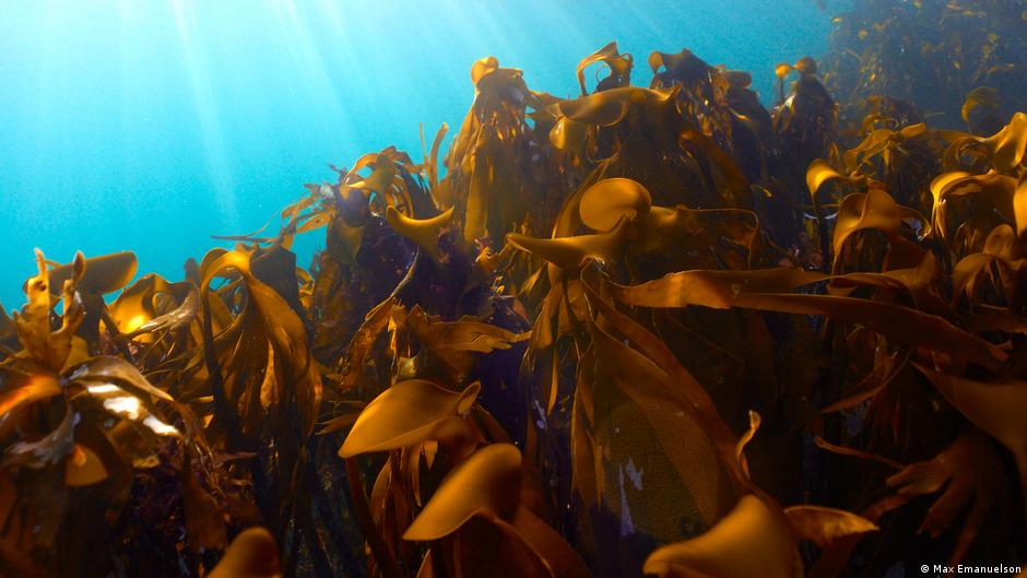 Healthy kelp forest with tall brown seaweed swaying underwater in clear Arctic waters
