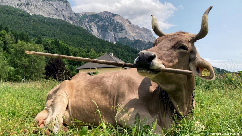 Austrian Cow Uses Tools Like a Chimp, Scientists Amazed