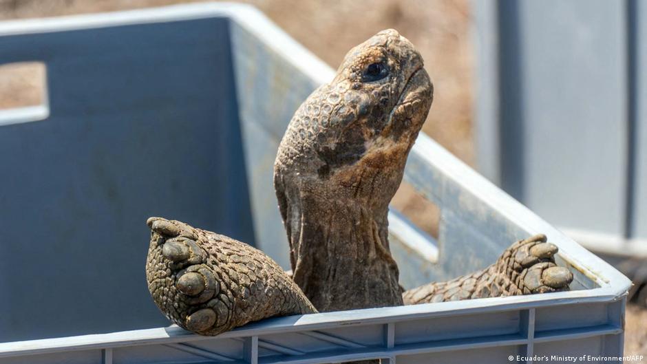 Giant Tortoises Return to Galapagos After 150 Years