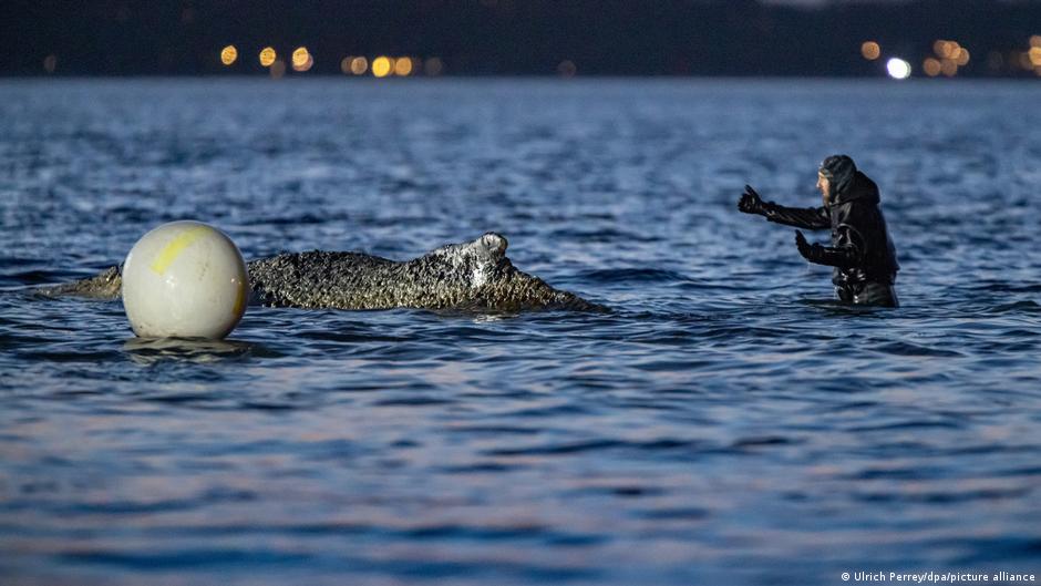 Heavy machinery digging rescue channel in sand to help stranded humpback whale return to sea