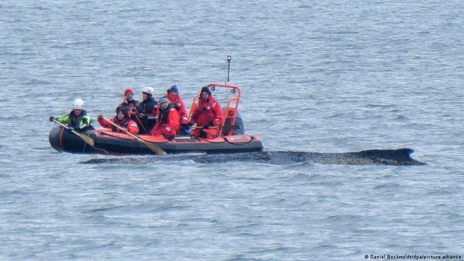 ** Rescue teams in inflatable boats approaching stranded humpback whale in shallow Baltic Sea waters