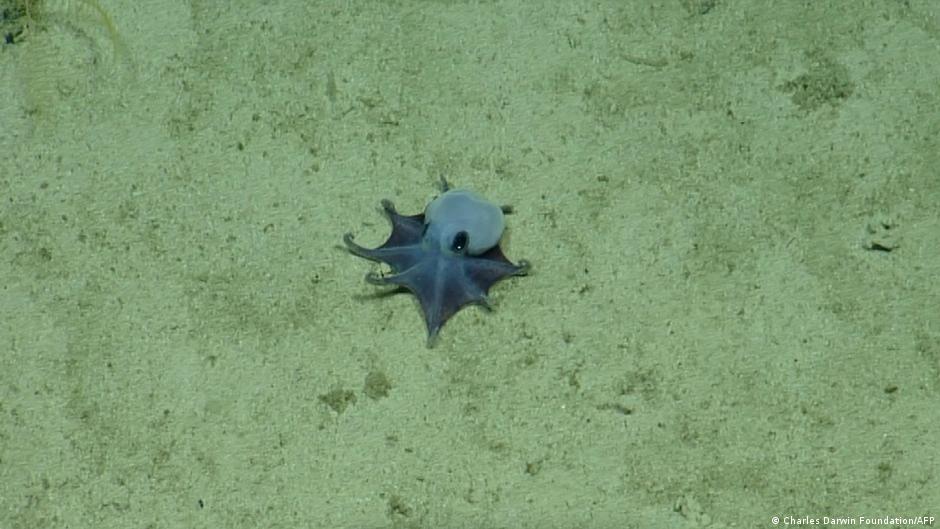 Tiny Blue Octopus Discovery Unlocks Deep-Sea Secrets
