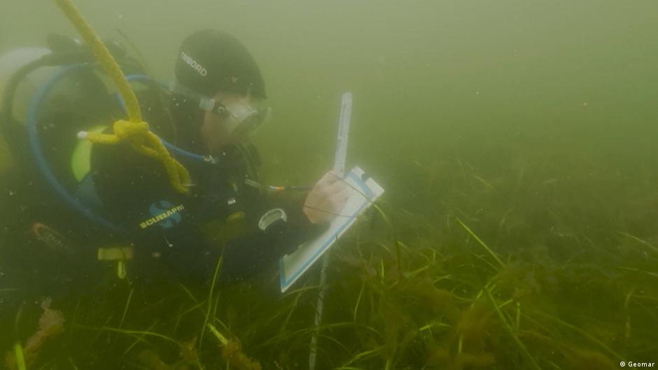 Baltic Seagrass Meadows Making a Comeback in Germany