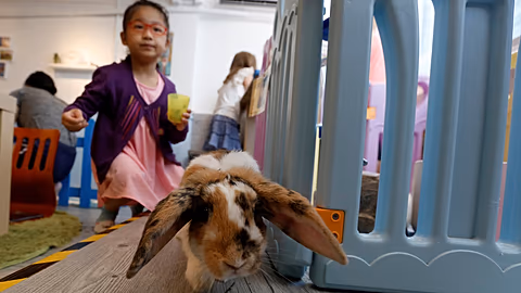Spain Discovers Second Rabbit Species After 2 Million Years - Image 3