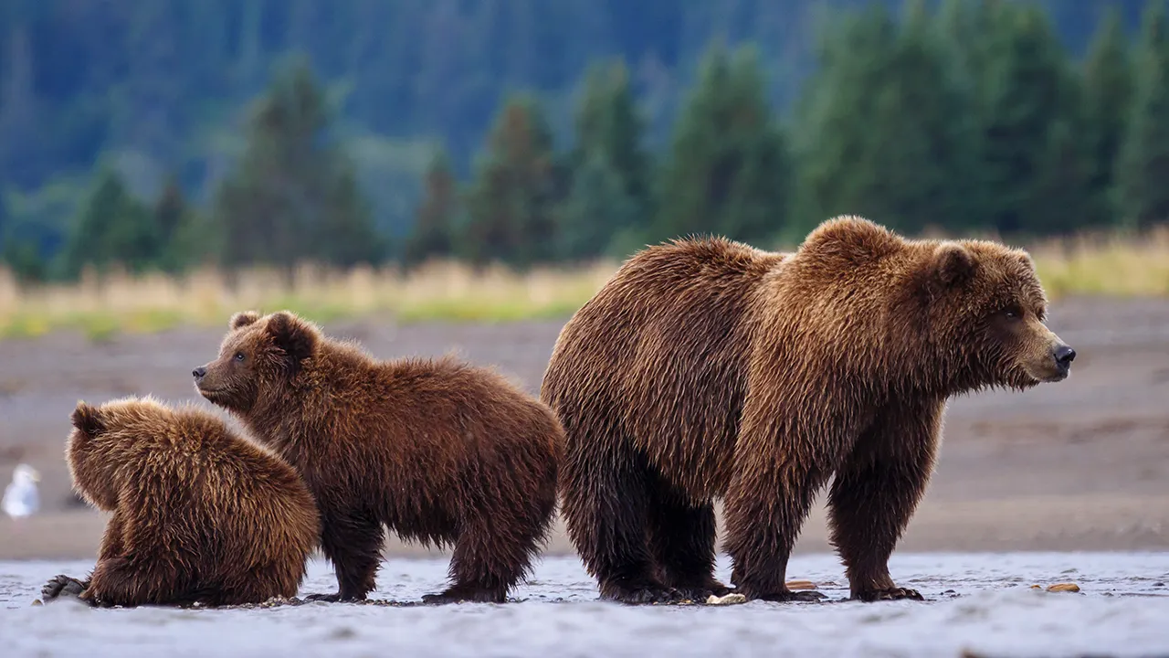 Wyoming Takes Back Grizzly Bear Management After 50 Years