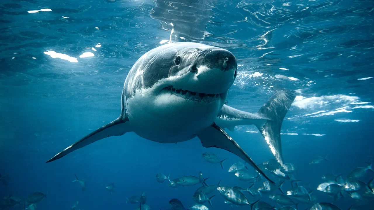 Fisherman Swims to Safety After Shark Encounter in California