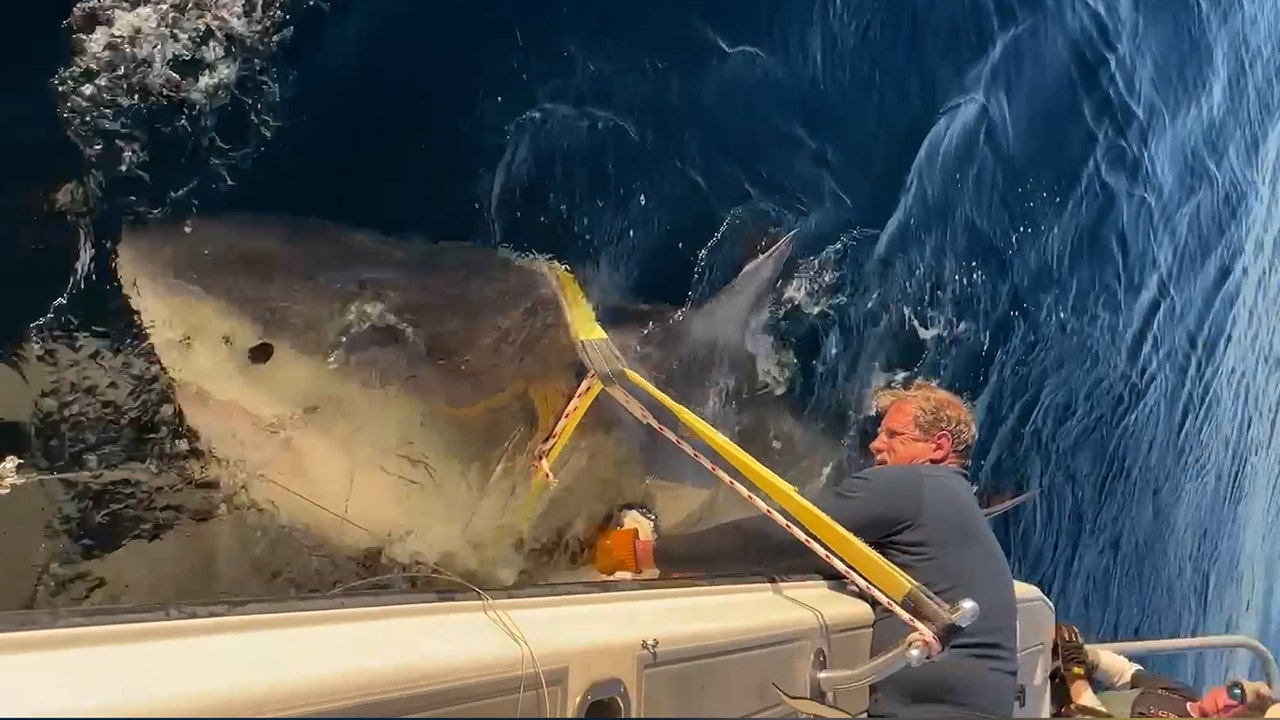 1,700-Pound Great White Returns to Florida After Epic Trek
