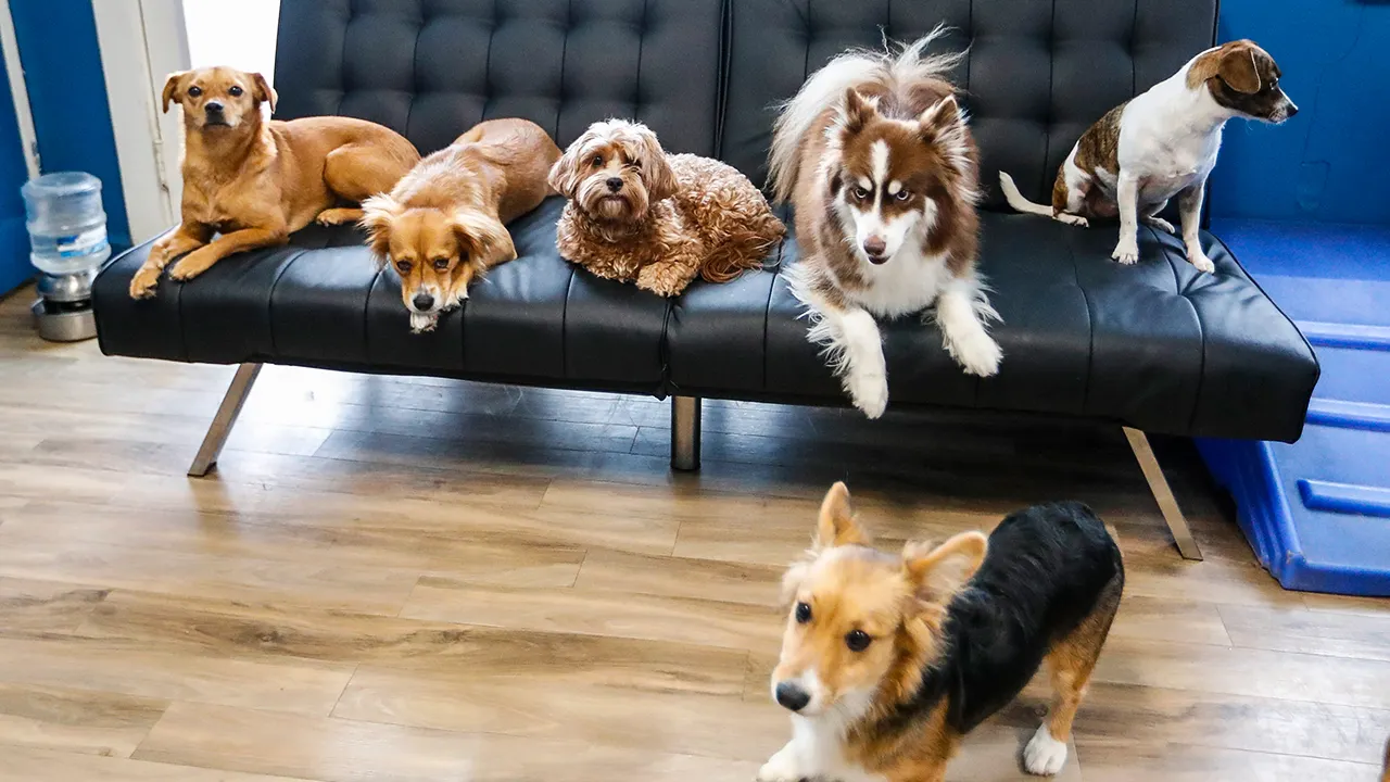 Small white companion robot with animated eyes interacting with a dog in a modern living room