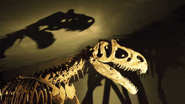 T. Rex Took 40 Years to Grow, New Study Reveals