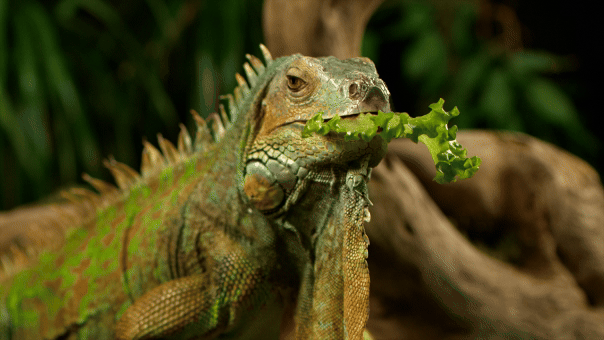 Florida Removes 5,000 Invasive Iguanas in 2-Day Effort - Image 2