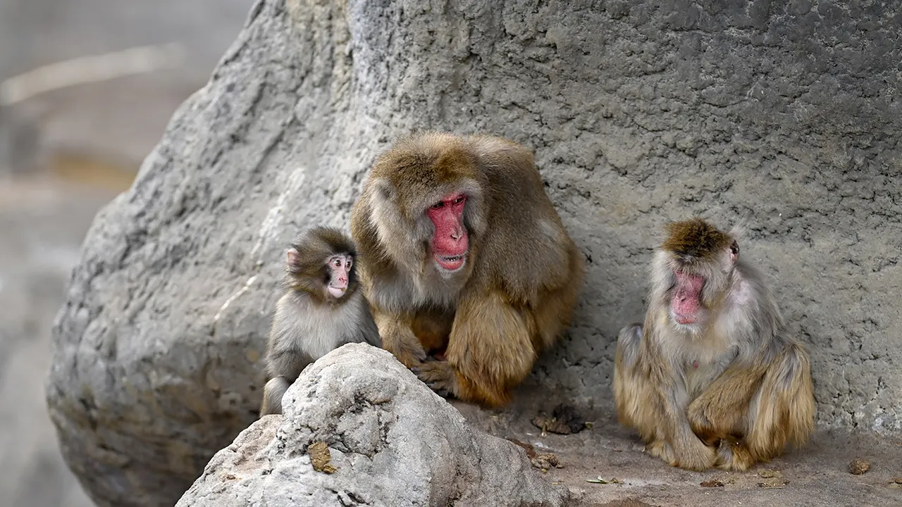 Bullied Baby Monkey Punch Makes First Friend at Japan Zoo