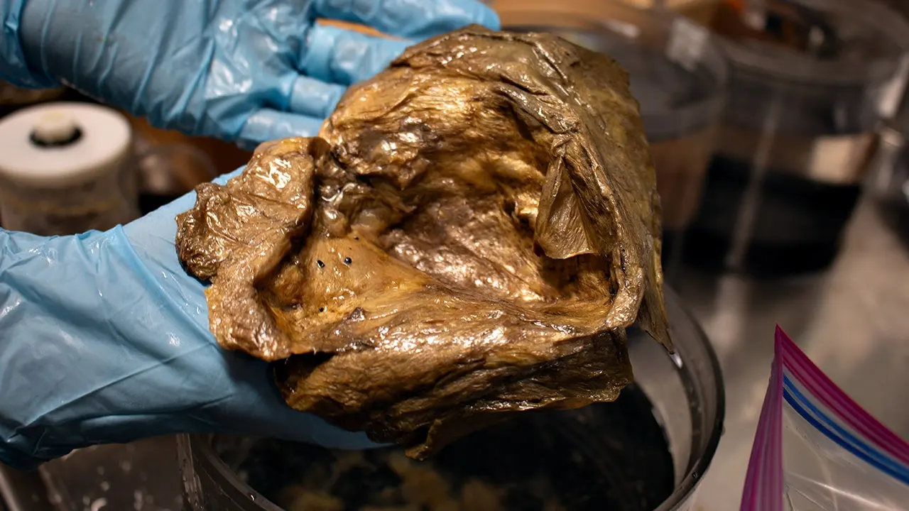 Mystery 'Golden Orb' Identified After 2-Year Deep-Sea Puzzle