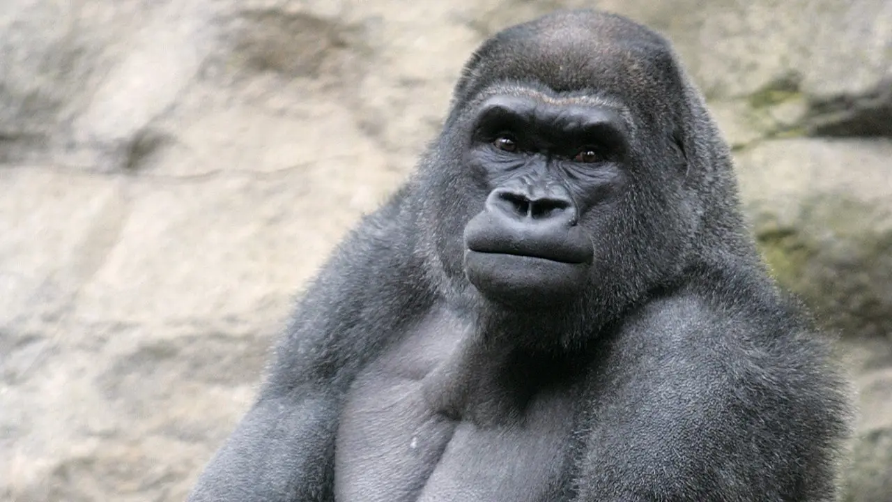 Pittsburgh and Boston Zoos Swap Gorillas in Historic Trade