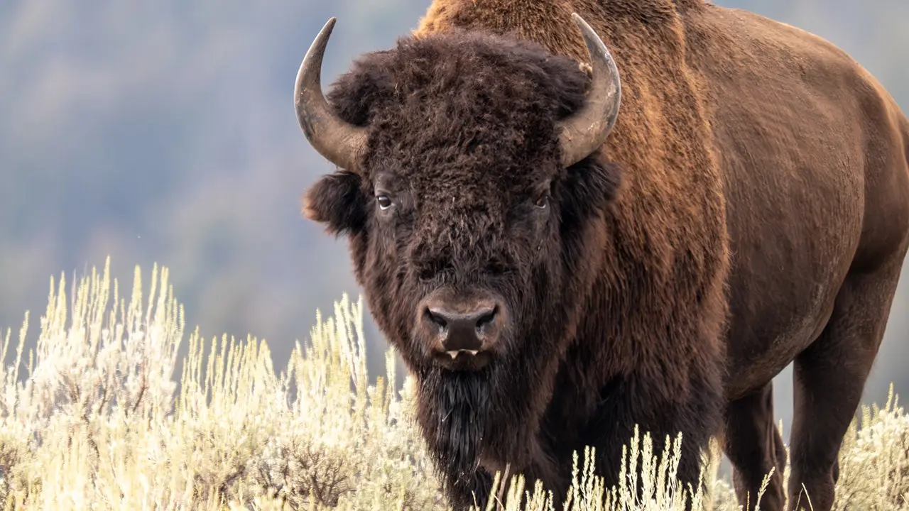 Yellowstone's Bison Rebound From 25 to 5,000 in 100 Years