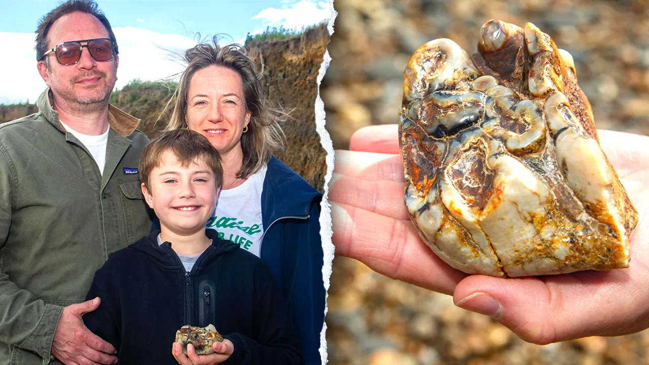 Fossilized elephant tooth with preserved mineralized enamel held in human hand for scale