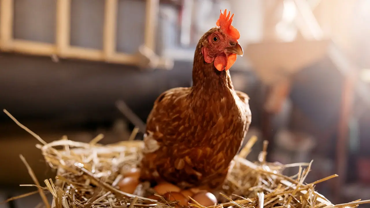 The 1776 Diet: Americans Rediscover Colonial Whole Foods