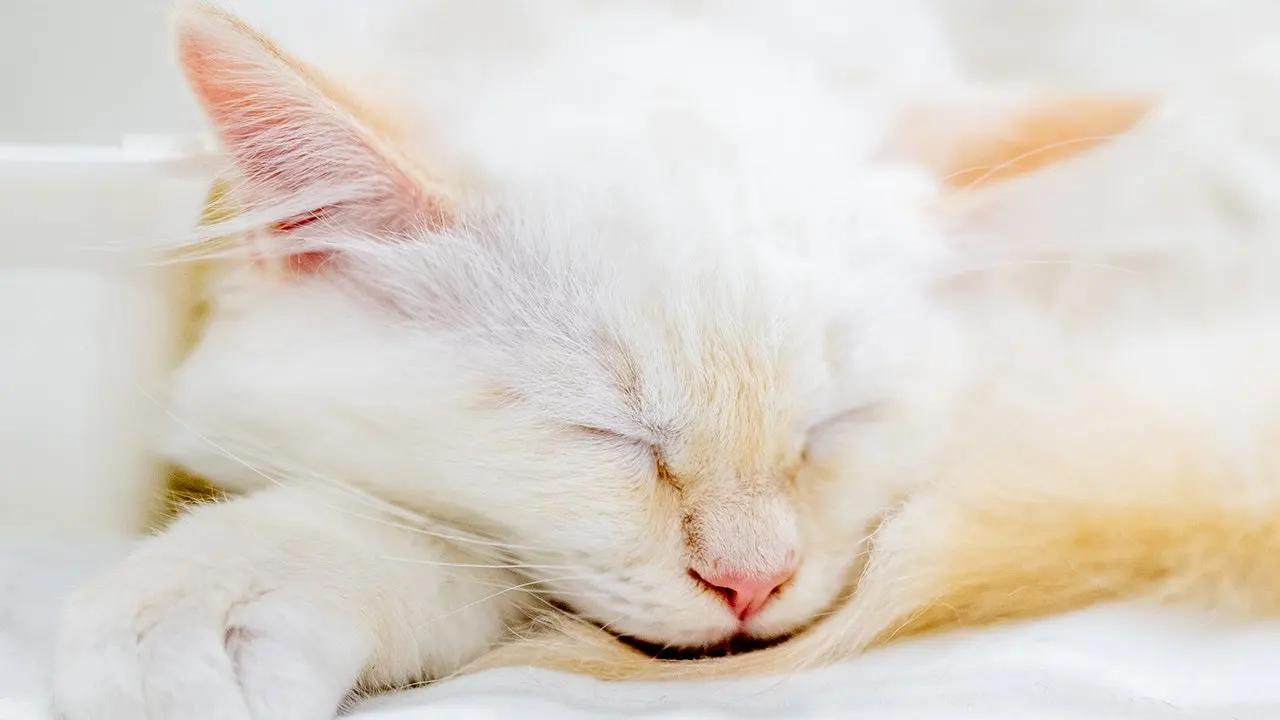 Missing Kitten Found After Highway Ride Under Car Hood