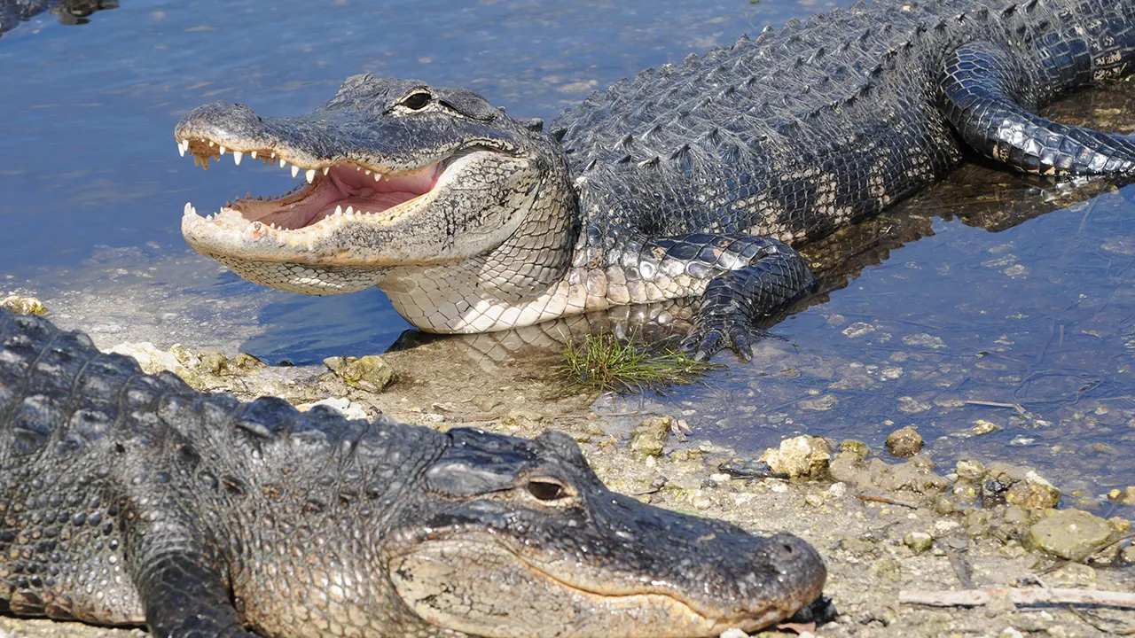 Boater Saves Florida Swimmer After Gator Attack