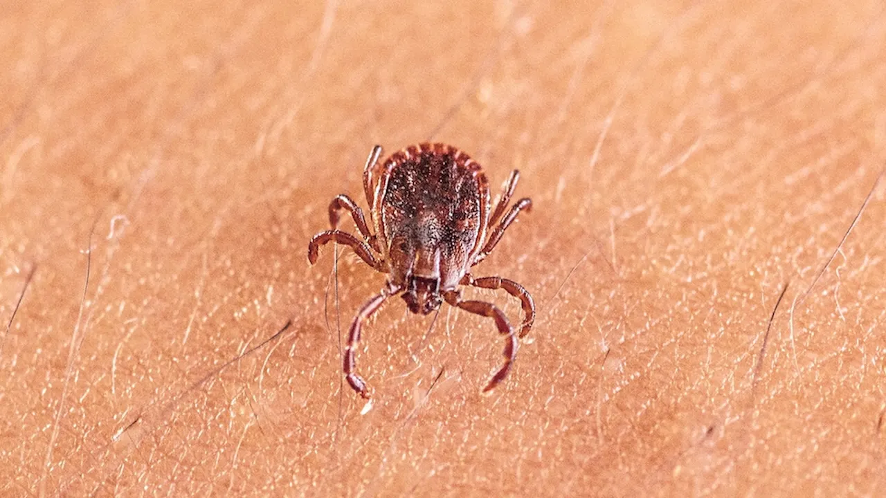 Scientists Discover New Tick Virus in 3,163 Patients