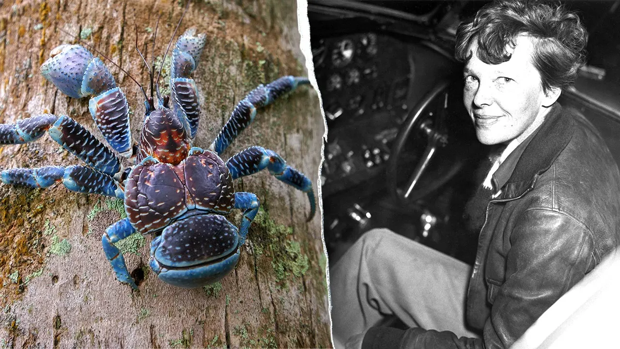 Researcher holds massive coconut crab with extended claws on remote Pacific island