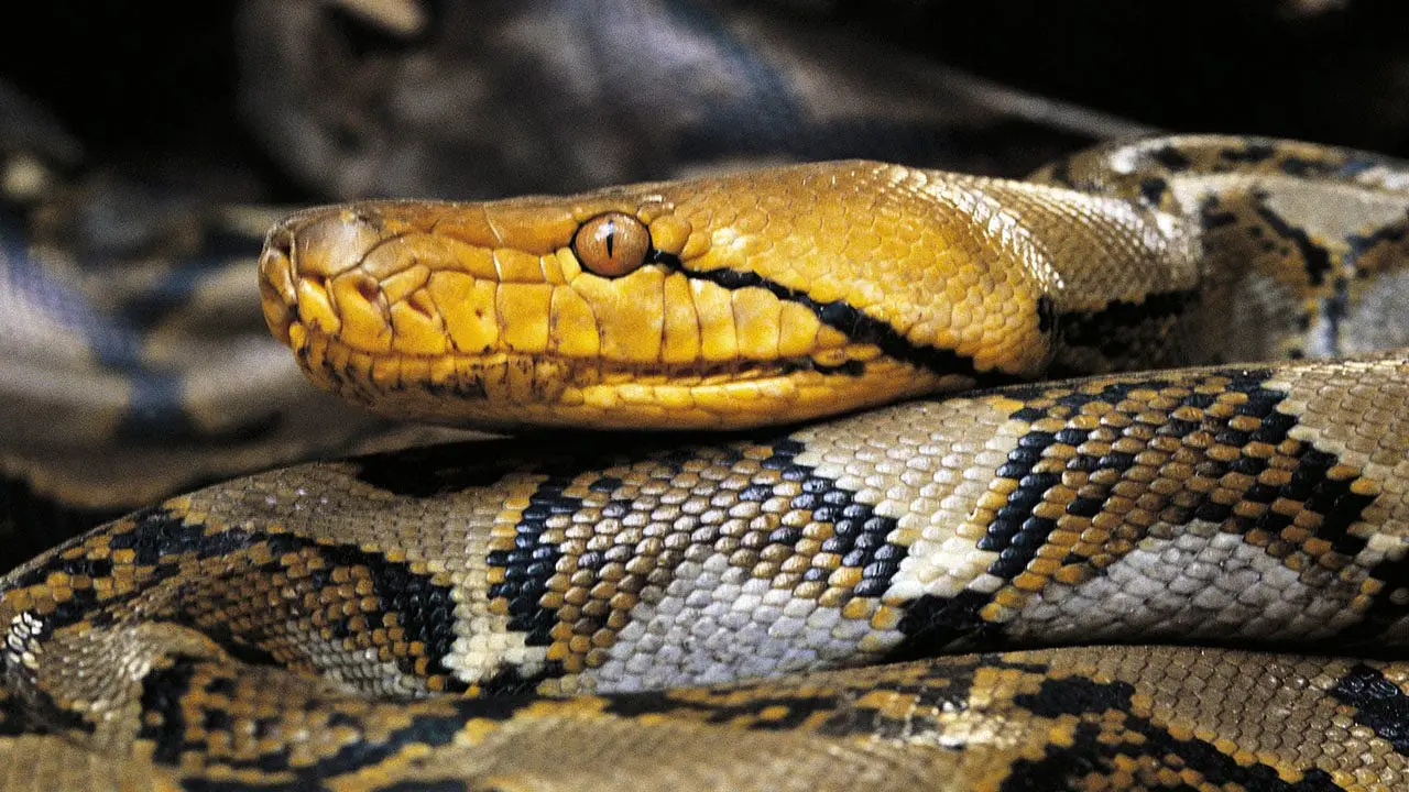 Puerto Rico Hunters Remove Record 18-Foot Invasive Python
