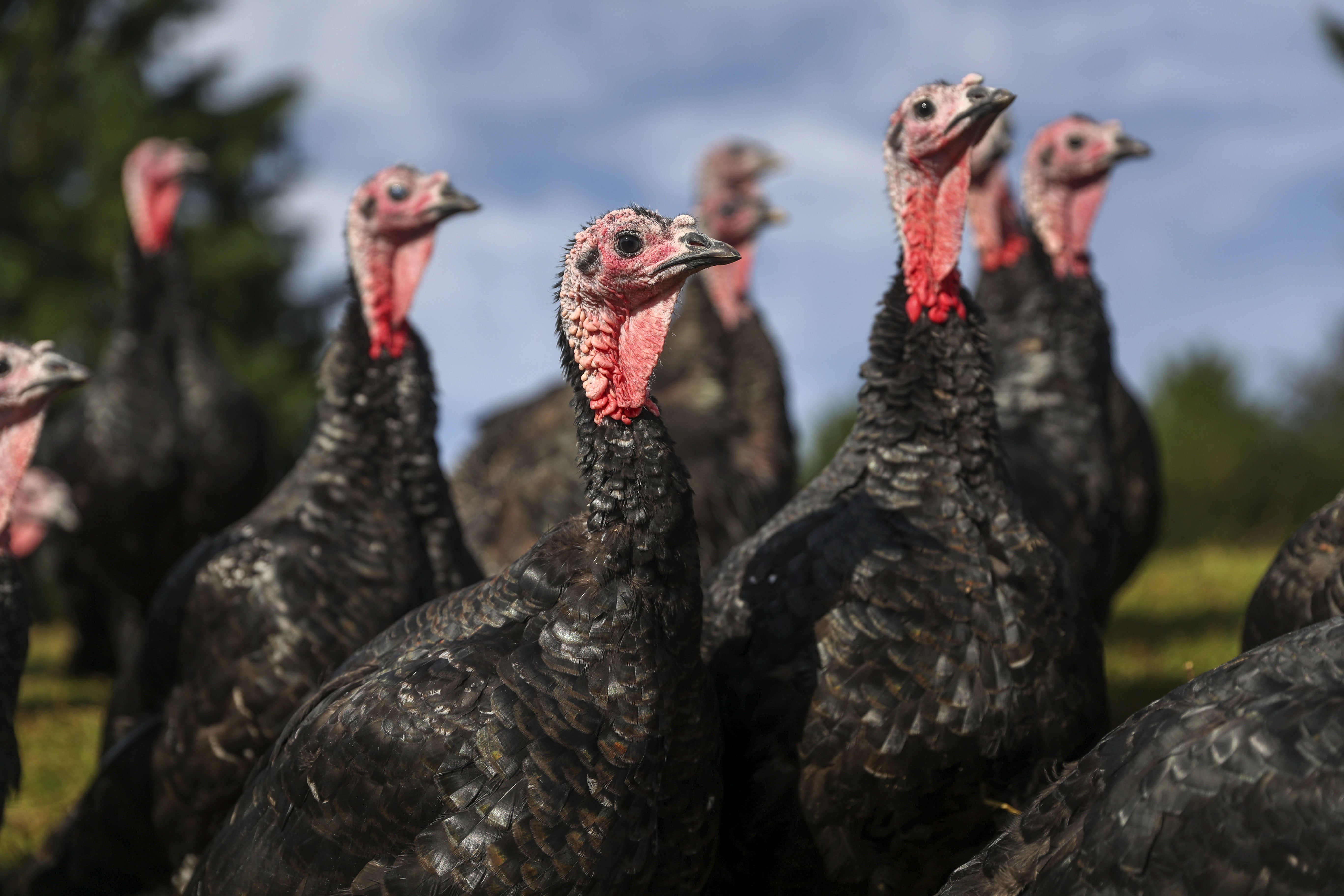 UK and US Launch Human Bird Flu Vaccine Trial - Image 2