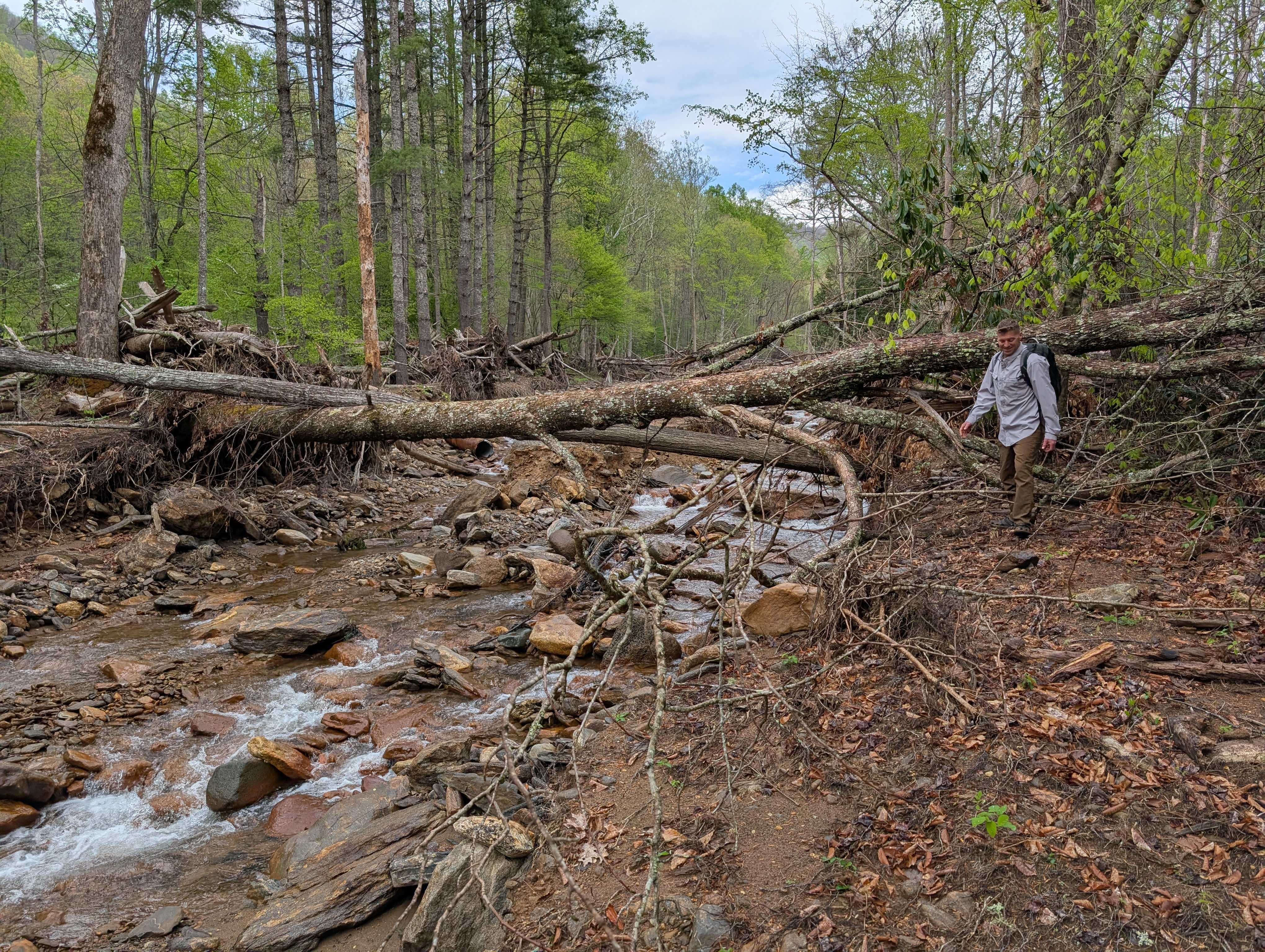 Forests Rebound After Helene With New Planting Jobs