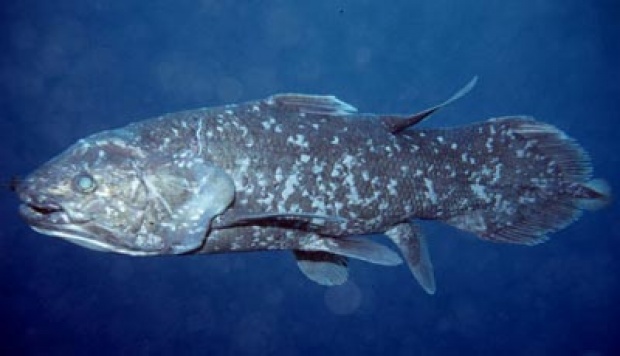 Indonesia Finds 18 Ancient Coelacanths in One Cave
