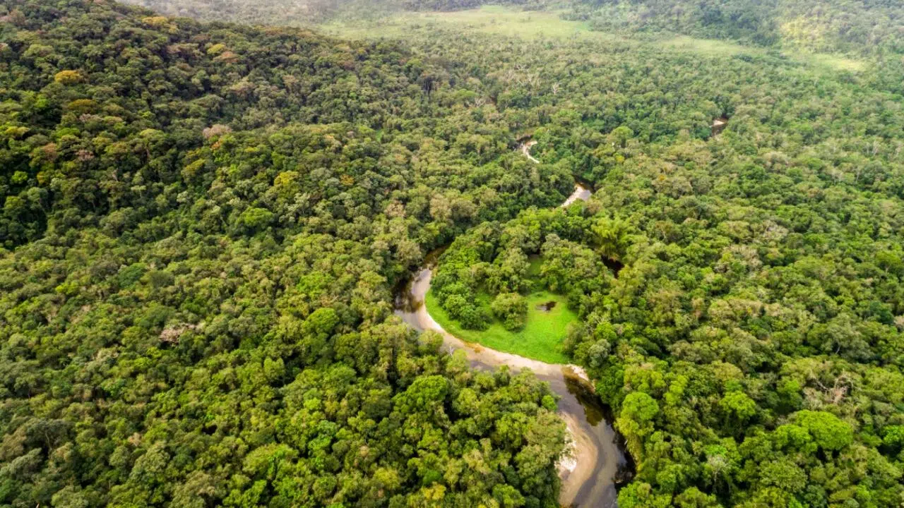 Brazil Grants First Amazon Reforestation Concession