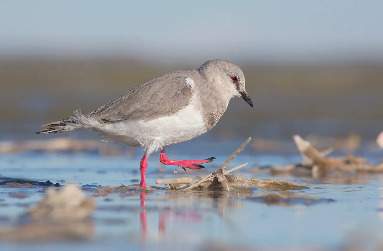 Argentina and Chile Unite to Save Rarest Patagonian Bird