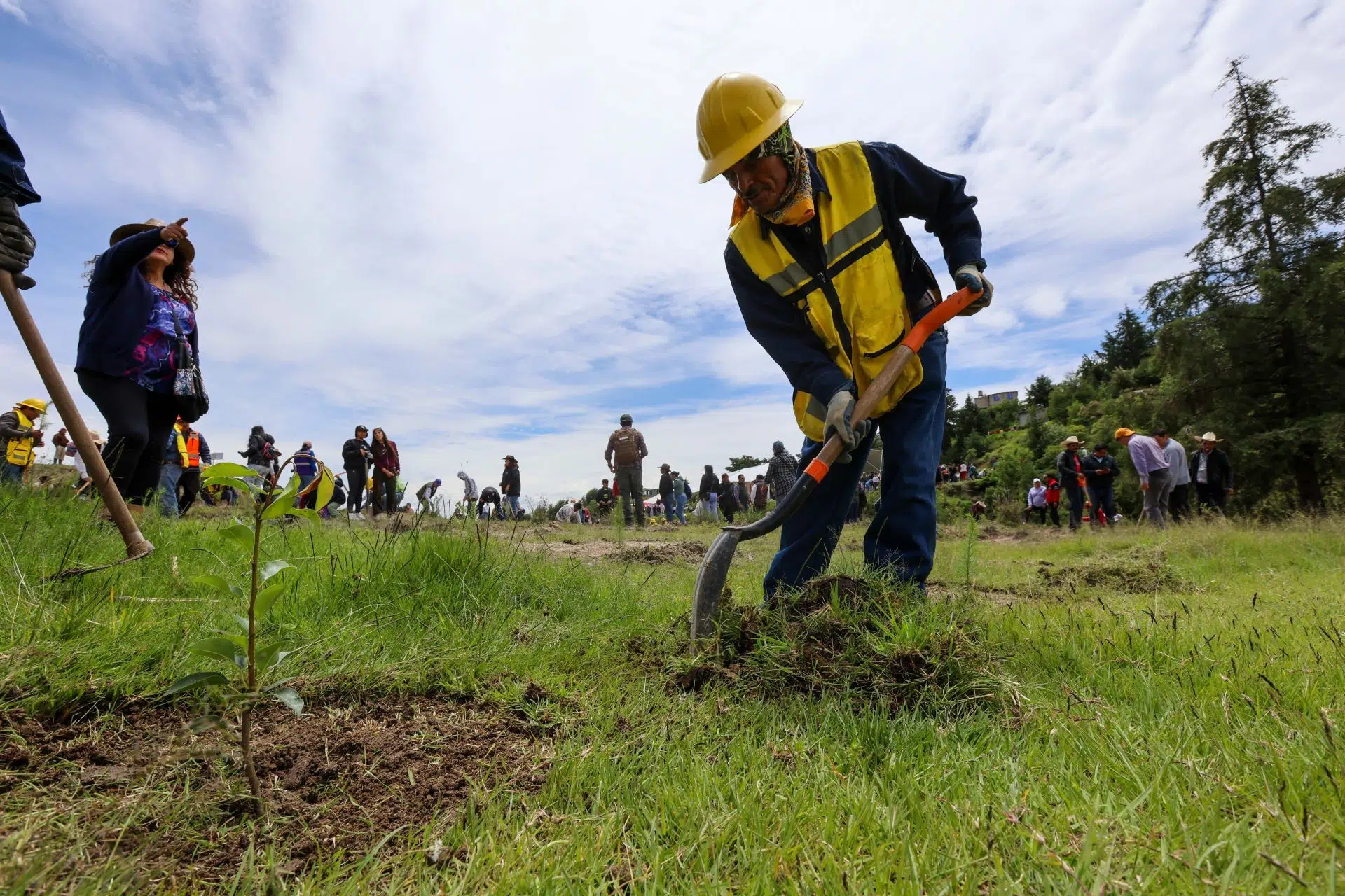Volunteers planting native tree seedlings across Mexican forest landscape during National Reforestation Day